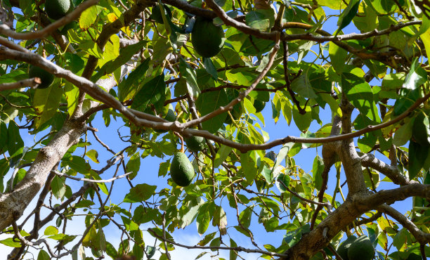 西班牙加那利群岛拉帕尔马岛牛油果种植园的新收获图片下载