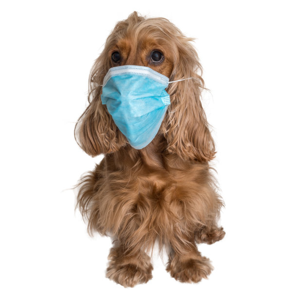 带医用口罩的狗被隔离在白色图片下载