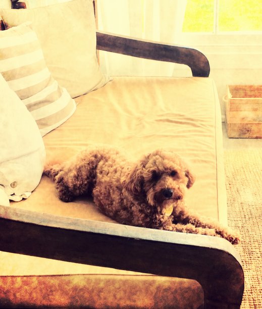 友好的狗图片下载