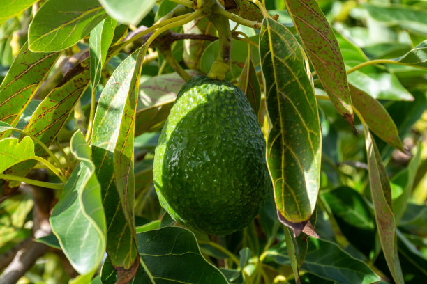 西班牙加那利群岛拉帕尔马岛牛油果种植园的新收获图片下载