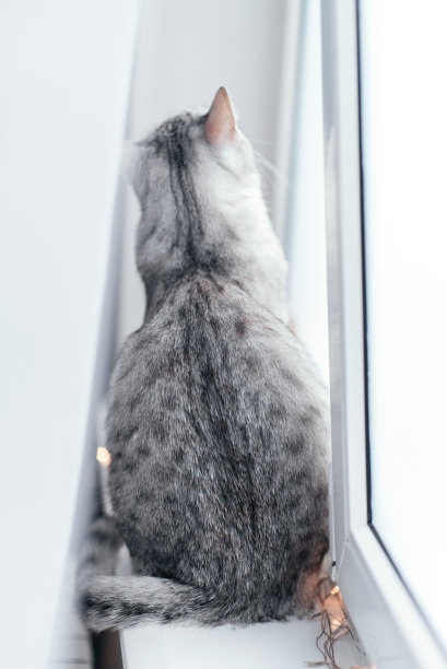 寂寞宠物回头。图片下载