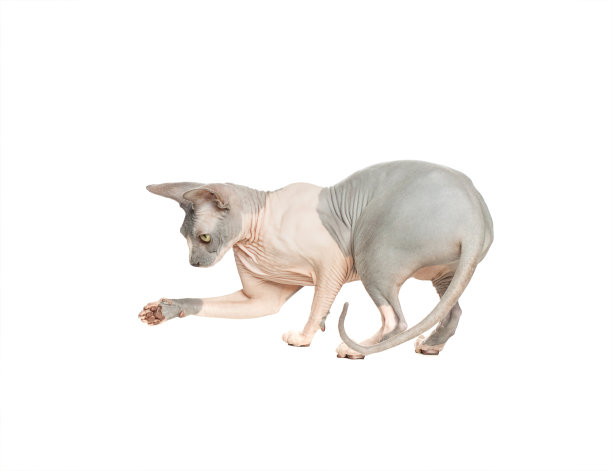 猫唐斯芬克斯播放孤立的白色背景图片下载
