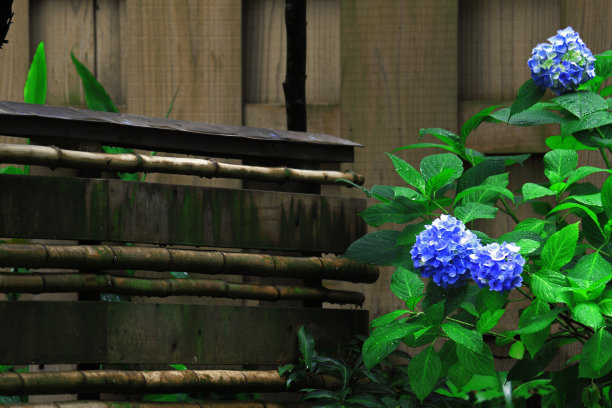 绣球花静静地盛开在日本镰仓的街角图片下载