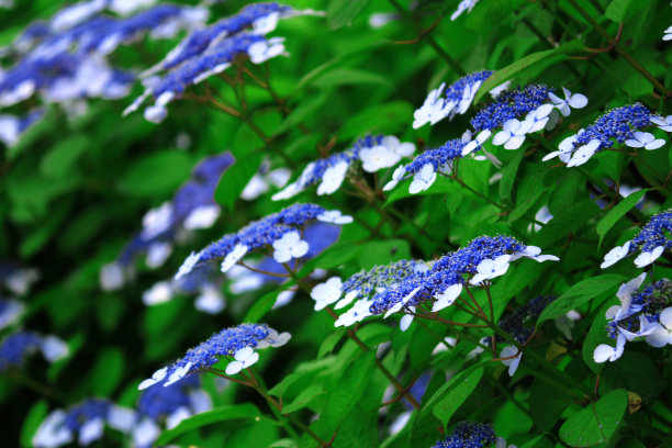 绣球花盛开在日本镰仓的小路上图片下载