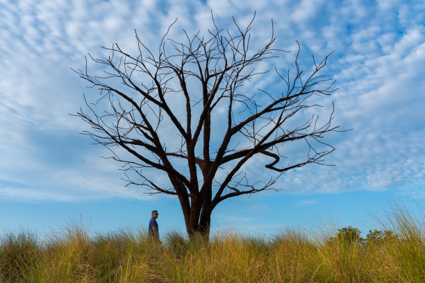 社会距离。一个中国人和一棵孤独的树。自然美图片下载
