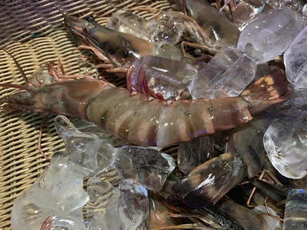 龙虾被网缠住了图片下载