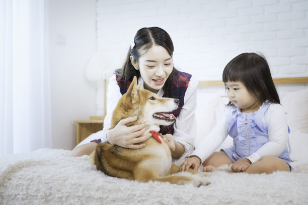 女孩在床上和狗玩耍，柴犬穿着红色领结，女孩穿着日式连衣裙图片下载