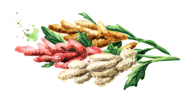 藜麦植物，手绘水彩插图，孤立在白色背景图片下载