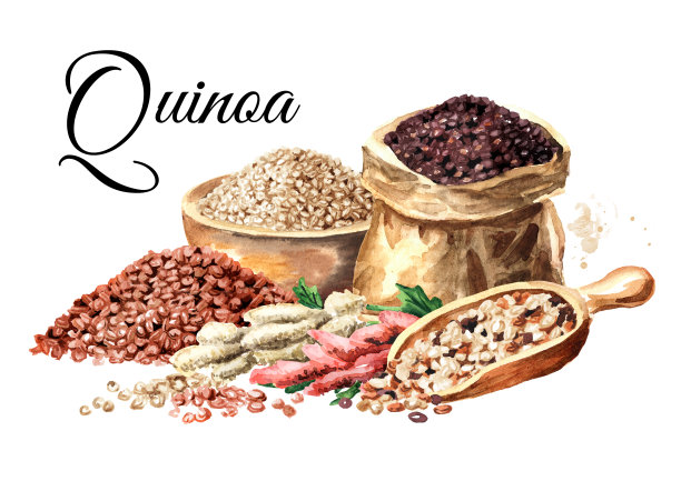 藜麦种子和植物卡。手绘水彩插图，孤立的白色背景图片下载