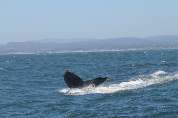虎鲸的尾鳍图片下载