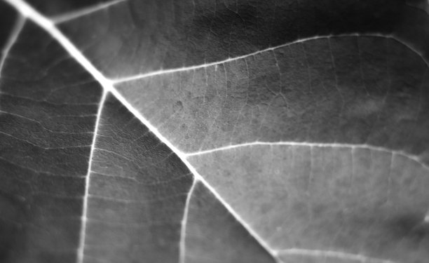 抽象的背景。接近树叶与背和白色颜色的背景和壁纸图片下载