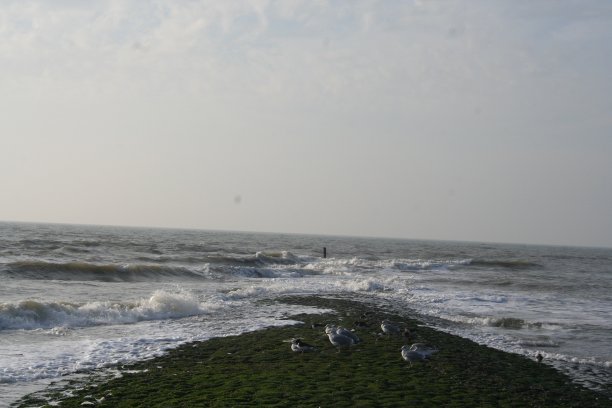 北海码头上的海鸥。荷兰的海岸。图片下载