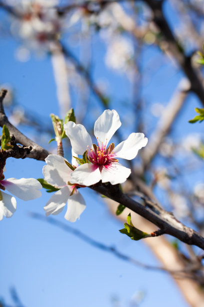 美丽的杏花枝。特写镜头图片下载