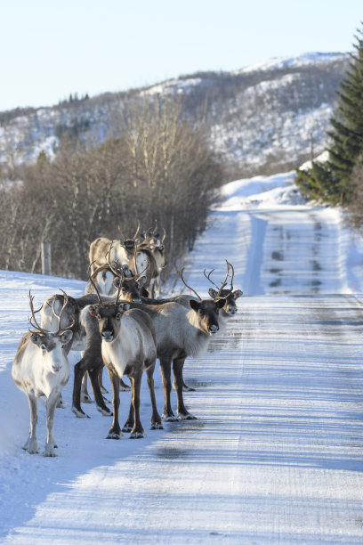 冬天，挪威北部的驯鹿在雪地上吃草图片下载