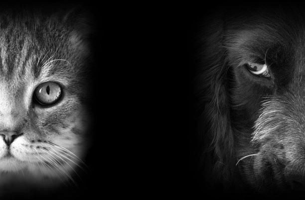 猫和狗的肖像图片下载