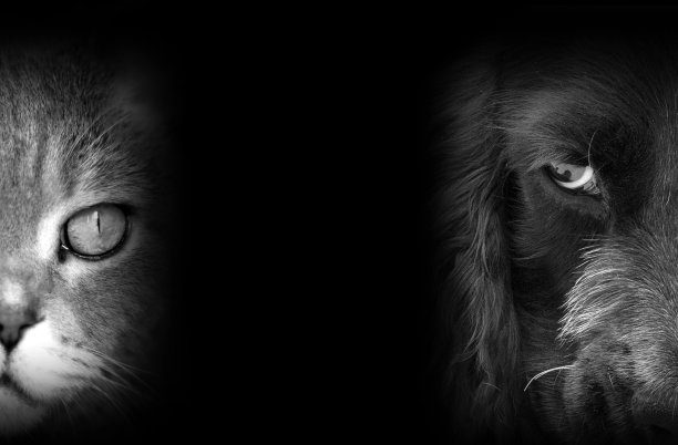 猫和狗的肖像图片下载