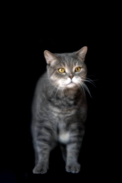 黑色背景前的斑驳猫图片下载