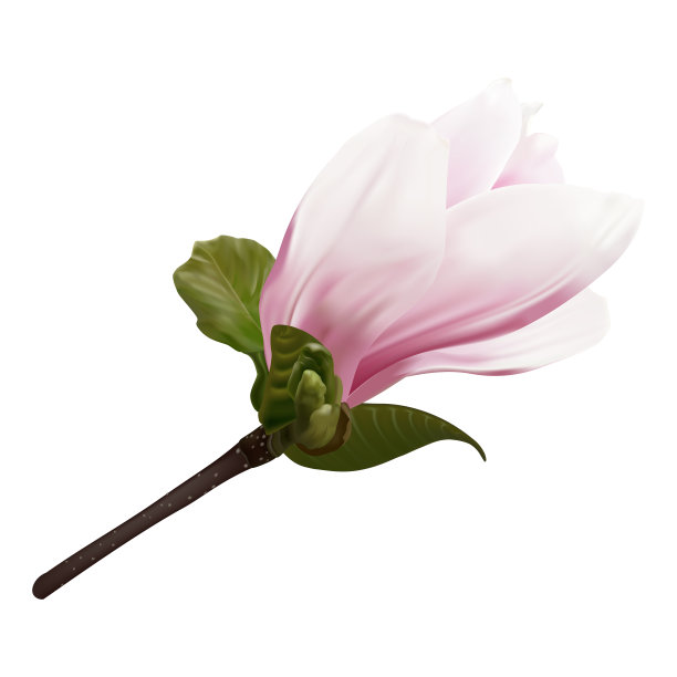 美丽的小枝盛开的木兰。图片下载