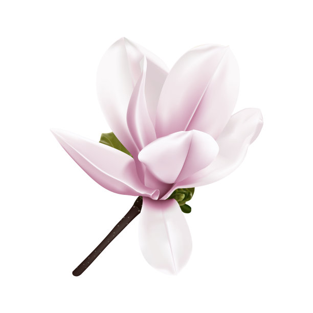 美丽的小枝盛开的木兰。图片下载