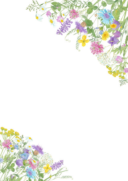 水彩手绘花卉夏季框架与复制空间和野生草地花孤立在白色的背景图片下载