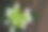 绣球花静静地盛开在日本镰仓的街角图片下载