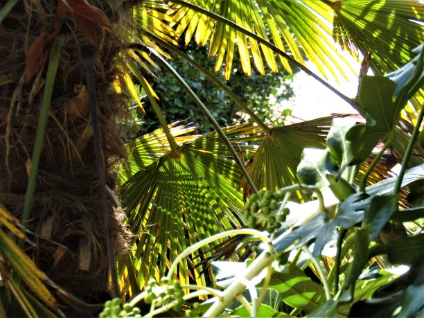 日本。3月。阳光在棕榈叶上嬉戏。图片下载