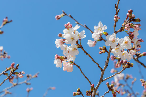 樱花开得很漂亮。图片下载