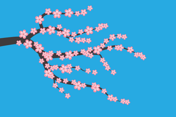 美丽的樱花枝与粉红色的花孤立在蓝色的背景素材图片