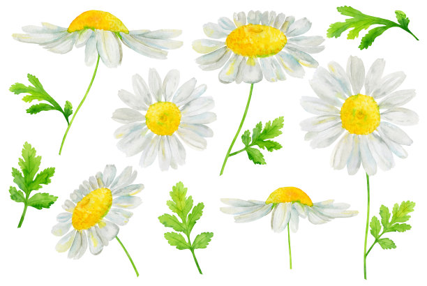 水彩手绘集与洋甘菊花和绿叶孤立在白色的背景。素材图片