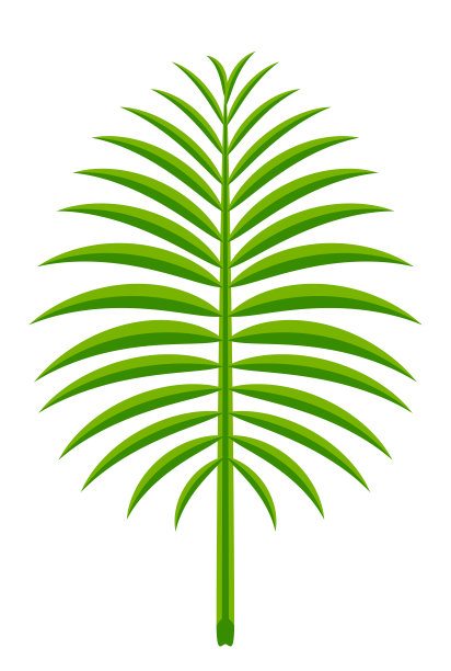 椰子叶简单孤立在白色的背景上，插图椰子叶，棕榈茎郁郁葱葱，椰子叶绿色新鲜图片下载