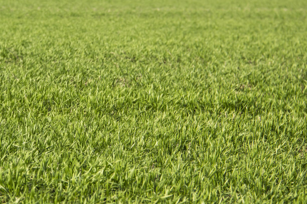 美丽的绿色草地映衬着背景。绿草图案可用于设计。图片下载