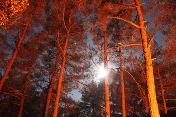 野营月光图片下载