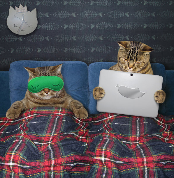 两只猫在床上休息图片下载