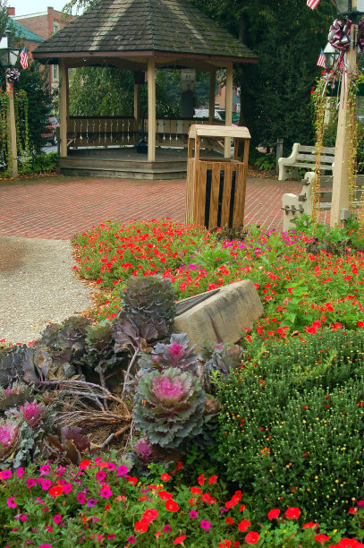 夏天的花生长在一个公园的小花园里图片下载