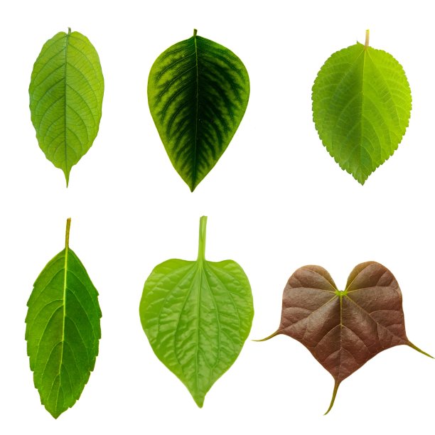 白色背景上的叶子的组合图片下载