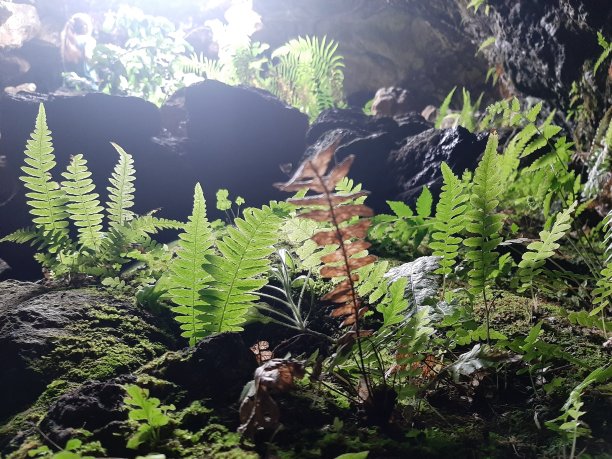 一道闪光图片下载