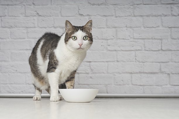 白色食盘旁等待食物的可爱虎斑猫图片下载