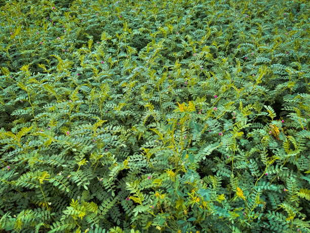 绿叶植物自然背景景观图片下载
