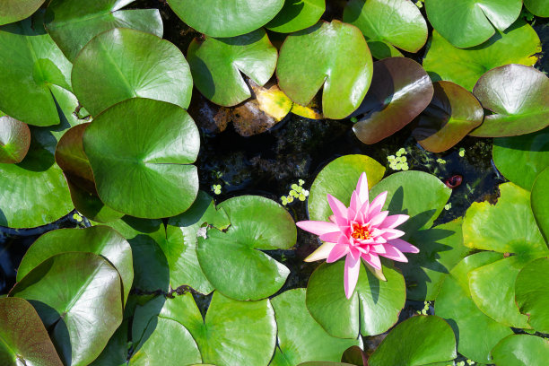 粉色荷叶睡莲在水中，墙纸图片下载