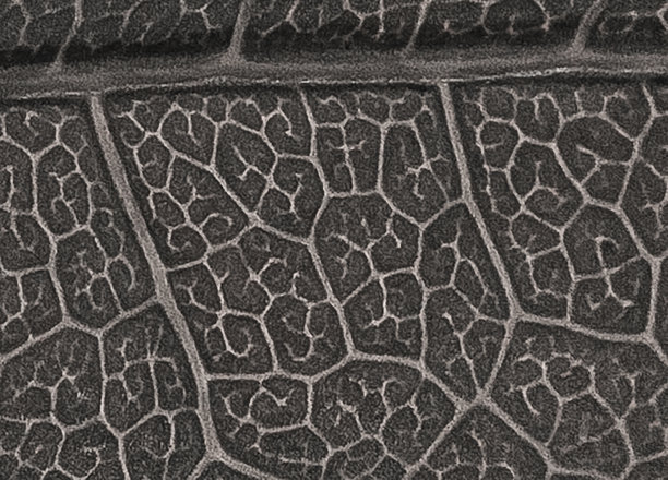 黑色和白色枫叶细节图片下载