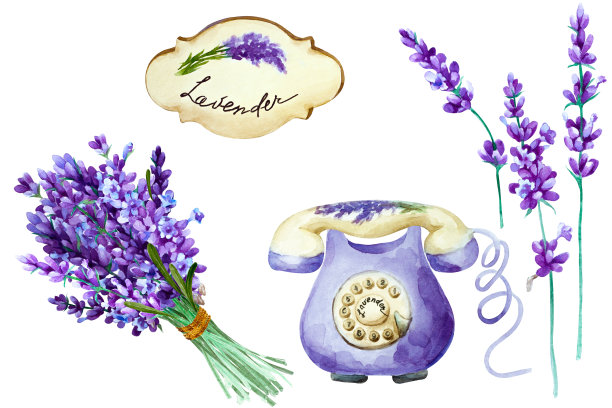一束薰衣草花，老式复古电话和标签，水彩画。素材图片