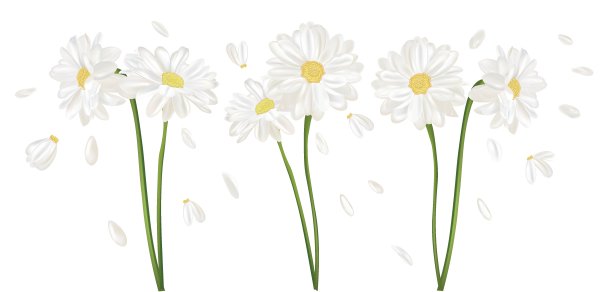 3D现实的洋甘菊花。孤立在白色背景上的洋甘菊。香群洋甘菊。花洋甘菊近。矢量图图片下载