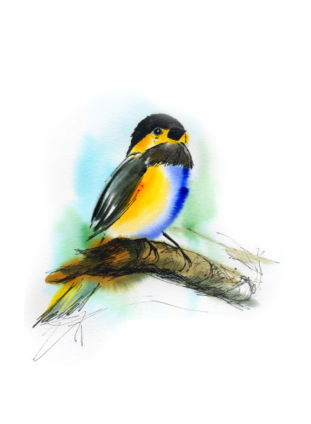 可爱的鸟插图。手工水彩孤立的白色背景。副本的空间。图片下载