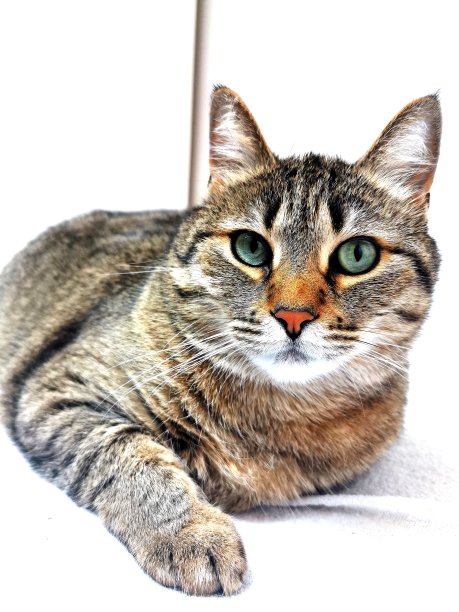 猫的肖像图片下载