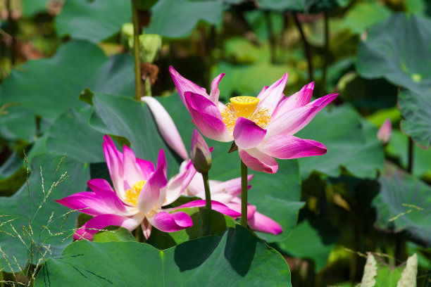荷花和荷叶的背景图片下载