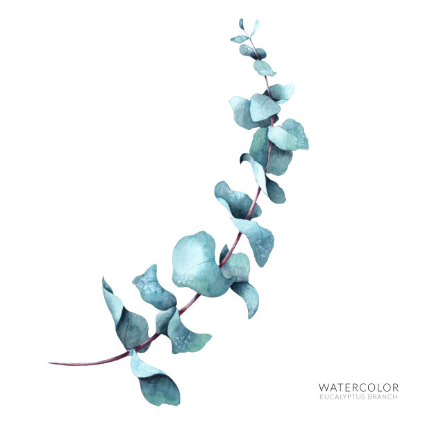 水彩桉树分支。手绘孤立花卉设计元素。图片下载