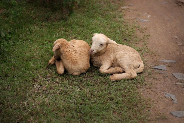 羊孩子们在绿色的草地上休息图片下载