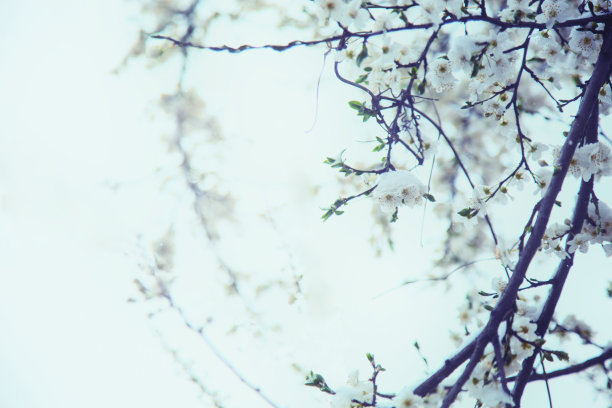 当冬天遇上春天图片下载