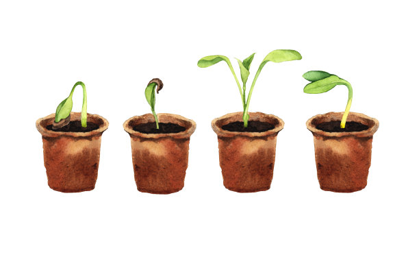 一套环保植物幼苗图片下载