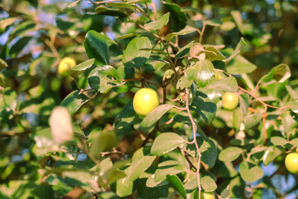 一棵枣树上结着绿油油的果子，绿油油的果子挂在花园里的枣树上，图片下载